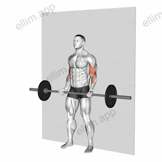 Barbell Strict Curl exercise targeting Upper Arms