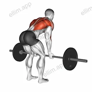 Barbell Underhand Bent over Row exercise targeting Back and Infraspinatus