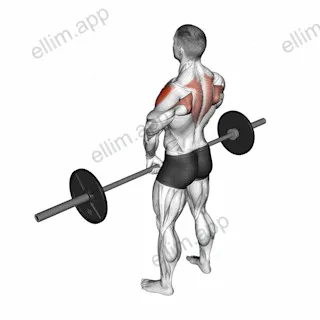 Barbell Upright Row exercise targeting Shoulders and Deltoid Lateral