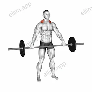 Barbell Wide Shrug exercise targeting Back and Trapezius Upper Fibers
