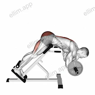 Barbell Zercher Back Extension exercise targeting Hips