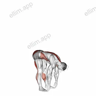 Basic Toe Touch exercise targeting Erector Spinae and Gluteus Maximus