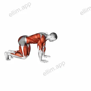 Bear Crawl (low hip) exercise targeting Plyometrics