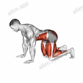 Bear Plank exercise targeting Waist