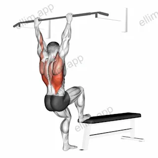 Bench Pull-ups exercise targeting Back and Latissimus Dorsi