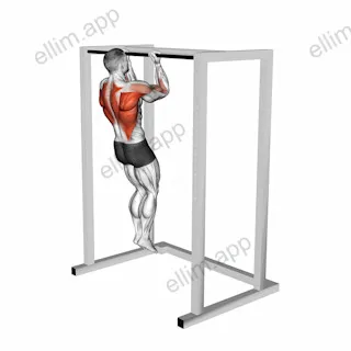 Bent Arms Chin-up exercise targeting Back