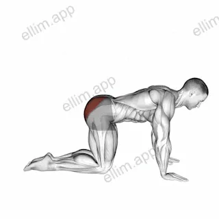 Bent Leg Kickback (kneeling) exercise targeting Hips and Gluteus Maximus