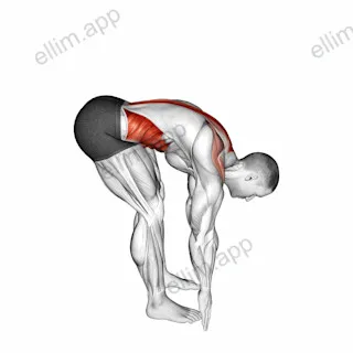 Bent Over Back Extension Scapular Adduction exercise targeting Back