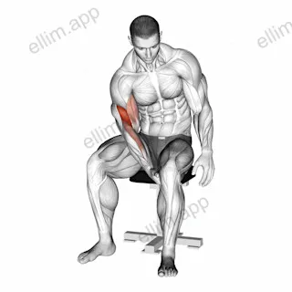 Biceps Leg Concentration Curl exercise targeting Upper Arms and Biceps Brachii