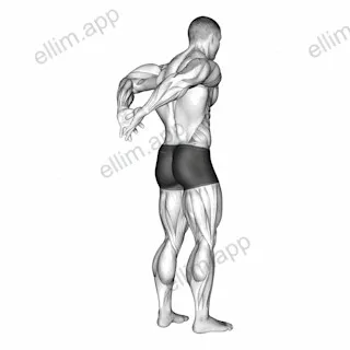 Biceps Stretch Behind The Back exercise targeting Upper Arms and Biceps Brachii