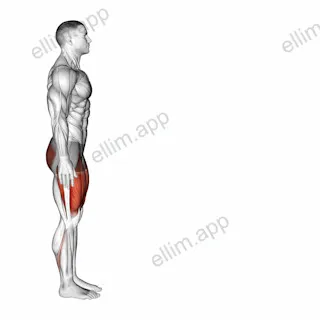 Bodyweight Forward Lunge (Hinge at Hips) exercise targeting Gluteus Maximus and Quadriceps