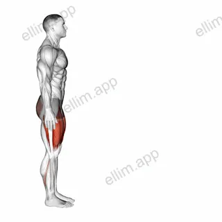 Bodyweight Forward Lunge (Smaller Stance Upright Torso) exercise targeting Thighs and Quadriceps