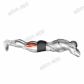 Bodyweight Lying Legs Curl exercise targeting Thighs