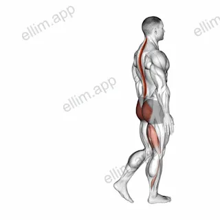 Bodyweight Single Leg RDL exercise targeting Hips