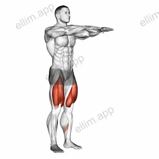 Bodyweight Squat exercise targeting Thighs and Gluteus Maximus