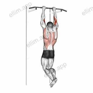 Brachialis Pull up exercise targeting Forearms