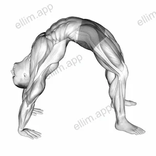 Bridge Pose Yoga Stretch exercise targeting Hips and Thighs