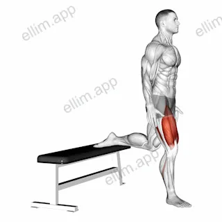 Bulgarian Split Squat exercise targeting Gluteus Maximus and Quadriceps