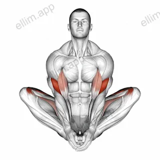 Butterfly Yoga Pose exercise targeting Thighs and Brachialis