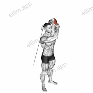 Cable Alternate Triceps Extension exercise targeting Upper Arms and Triceps Brachii