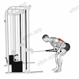 Cable Bent Over Neutral Grip Kickback with Rope Attachment exercise targeting Upper Arms