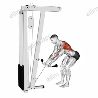 Cable Bent Over Reverse Grip Row exercise targeting Back