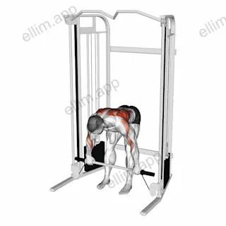 Cable Bent Over Row with Bar exercise targeting Back and Infraspinatus