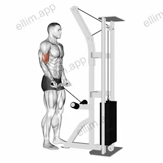 Cable Biceps Curl (SZ-bar) exercise targeting Upper Arms and Biceps Brachii