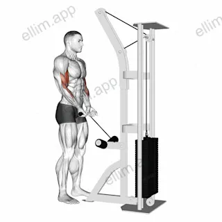 Cable Close Grip Curl exercise targeting Upper Arms