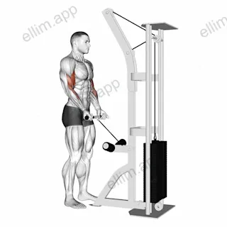 Cable Drag Curl exercise targeting Upper Arms