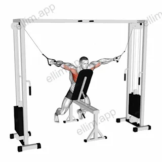 Cable Fly with Chest Supported exercise targeting Chest