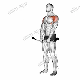 Cable Front Raise exercise targeting Shoulders and Deltoid Anterior