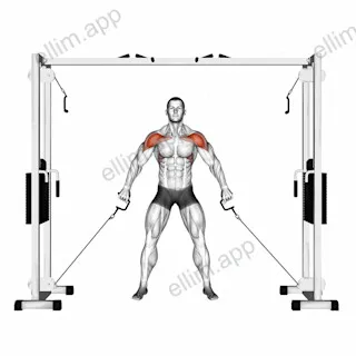 Cable Front Shoulder Raise exercise targeting Shoulders and Deltoid Anterior