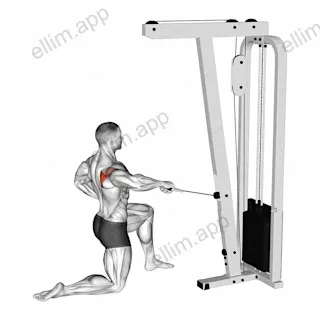 Cable Half Kneeling External Rotation exercise targeting Back