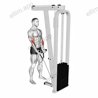 Cable Hammer Curl (with rope) exercise targeting Forearms and Brachioradialis