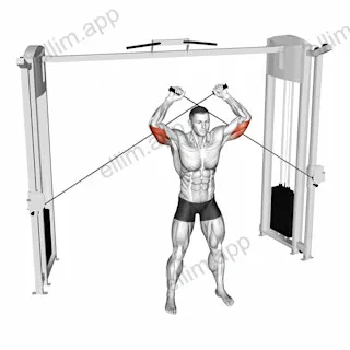 Cable High Triceps Extension exercise targeting Upper Arms and Triceps Brachii