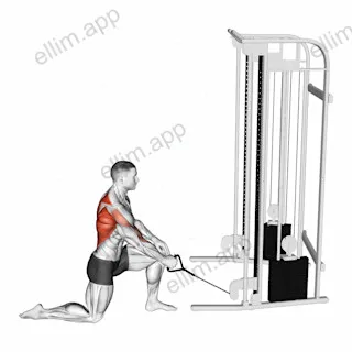 Cable Kneeling One Arm Row exercise targeting Back