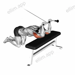 Cable Kneeling Triceps Extension exercise targeting Upper Arms and Triceps Brachii