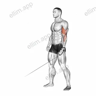 Cable One Arm Curl exercise targeting Upper Arms and Biceps Brachii