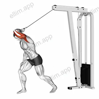 Cable One Arm High Pulley Overhead Tricep Extension exercise targeting Upper Arms and Triceps Brachii