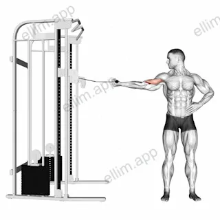 Cable one arm inner biceps curl exercise targeting Upper Arms and Brachialis