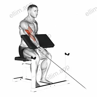 Cable One Arm Preacher Curl exercise targeting Upper Arms
