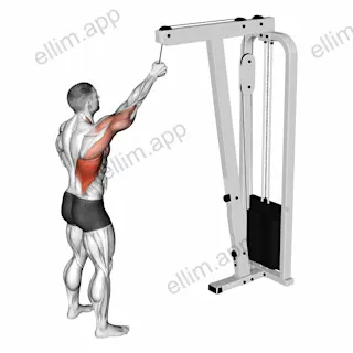 Cable One Arm Pulldown exercise targeting Back and Latissimus Dorsi