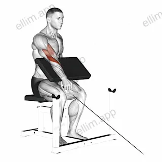Cable One Arm Reverse Preacher Curl exercise targeting Upper Arms