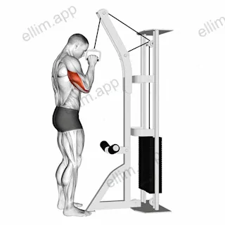 Cable One Arm Tricep Pushdown exercise targeting Upper Arms and Triceps Brachii