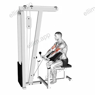 Cable Preacher Curl exercise targeting Upper Arms and Brachialis