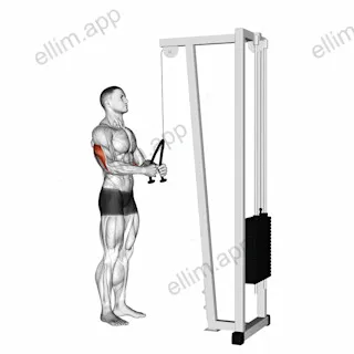 Cable Pushdown (with rope attachment) exercise targeting Upper Arms and Triceps Brachii