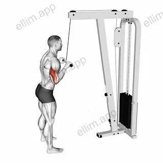 Cable Pushdown exercise targeting Upper Arms and Triceps Brachii