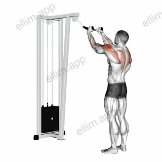 Cable Rear Delt Row (with rope) exercise targeting Shoulders and Deltoid Posterior