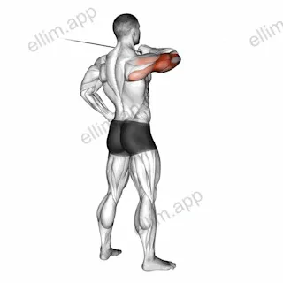 Cable Rear Drive exercise targeting Upper Arms and Triceps Brachii